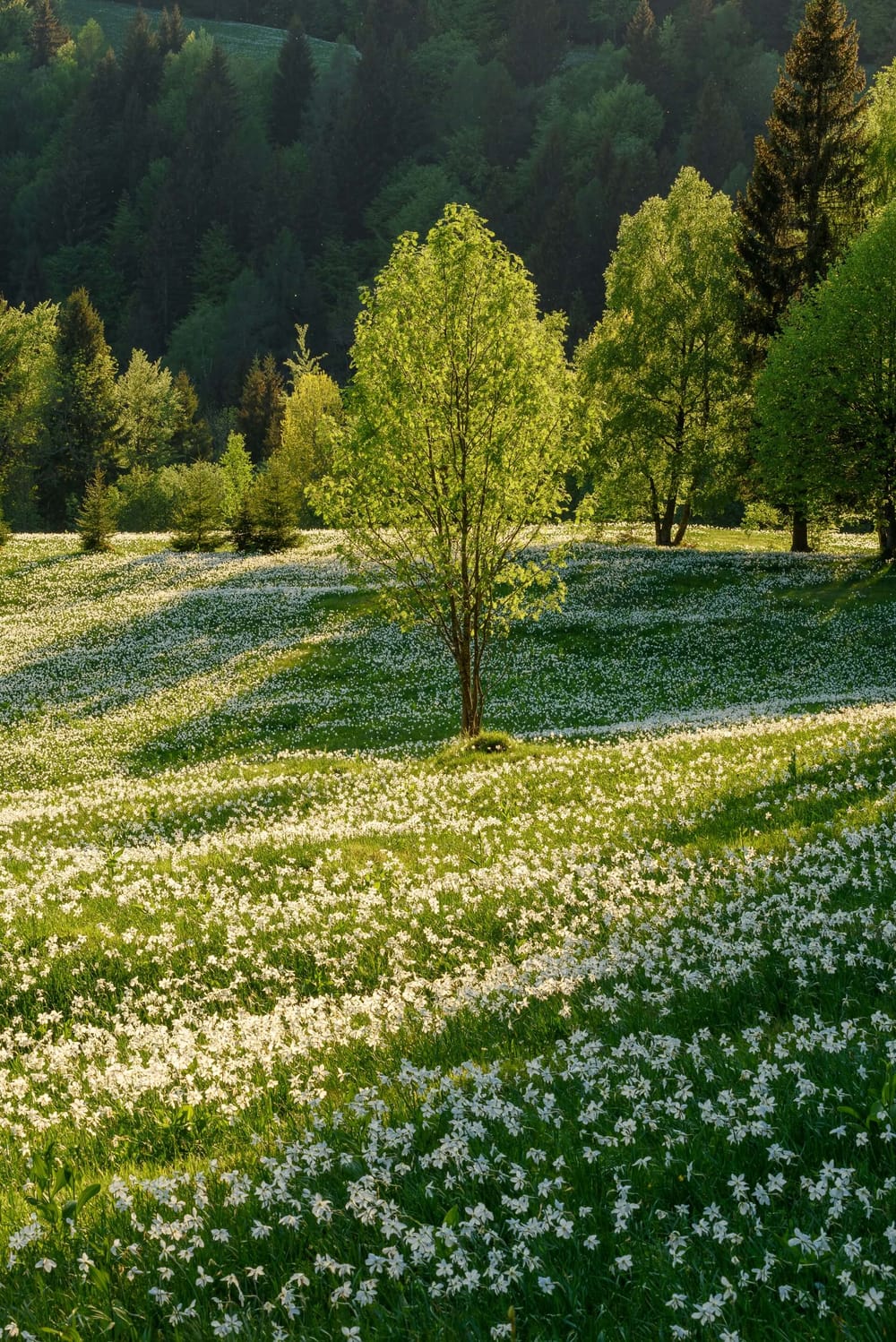 A field full of white flowers
