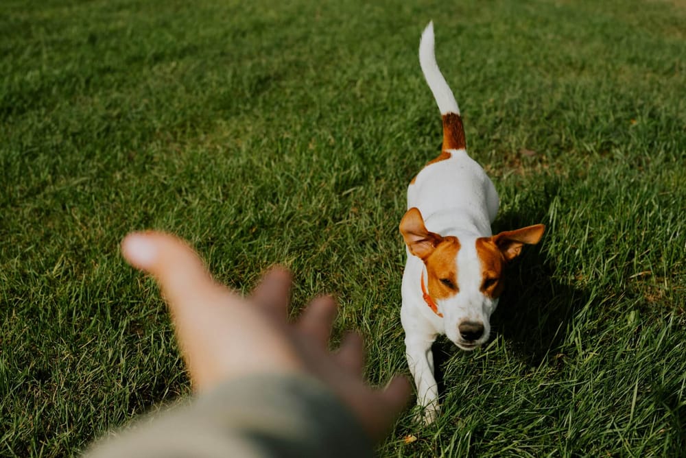Small White and Brown Dog