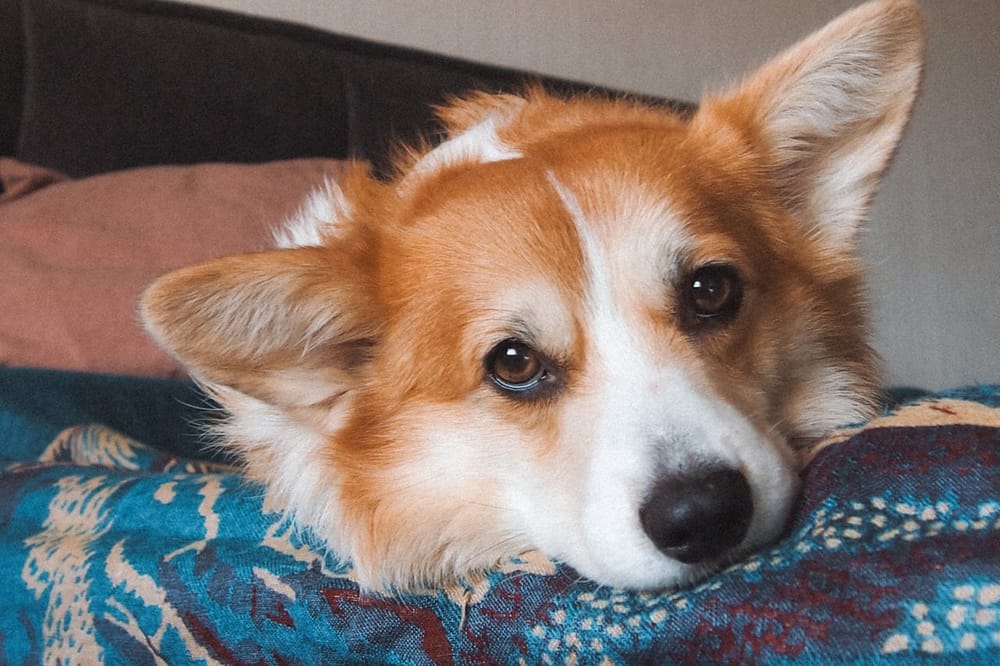 A charming Pembroke Welsh Corgi