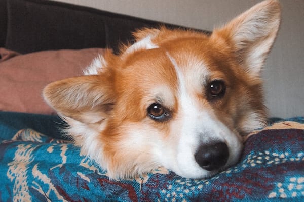 A charming Pembroke Welsh Corgi
